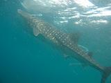 Djibouti - Whale Shark in Djibouti - 18